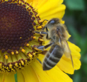 Biene-auf-Sonnenhut-HOCH2-950x900.jpg